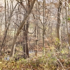 Parkville Nature Sanctuary - November 2012
