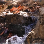 Parkville Nature Sanctuary
