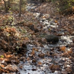 Parkville Nature Sanctuary