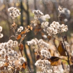 Parkville Nature Sanctuary