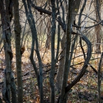 Parkville Nature Sanctuary