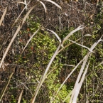 Parkville Nature Sanctuary