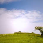 Trees on the Kansas Konza Prairie