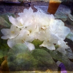 2011-05-21 - Kitchen Flowers