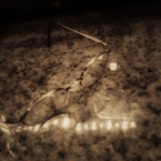 2011-05-23 Glasses on Kitchen Counter