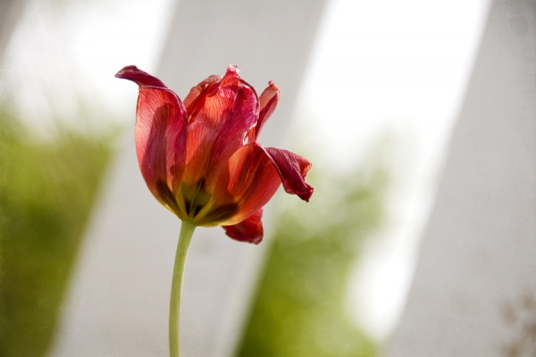 Tulip and White Picket Fence_dsc6701