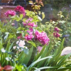 Flowers and Flamingo