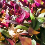 Windy Flowers 1