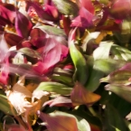 Windy Flowers 2