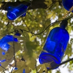 Blue Bottles in a Tree