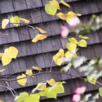 Fall Leaves