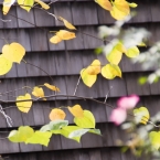 Fall Leaves