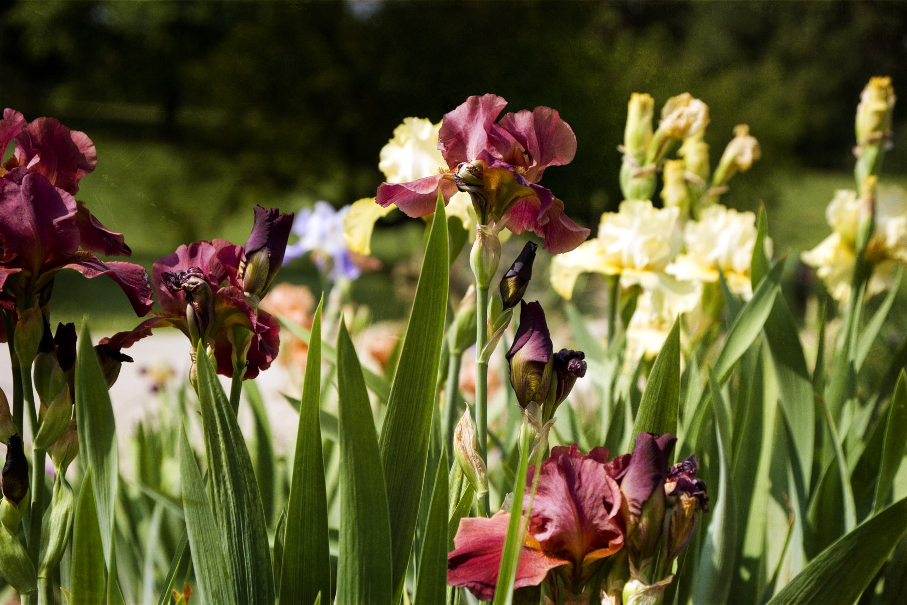 Colorful Irises