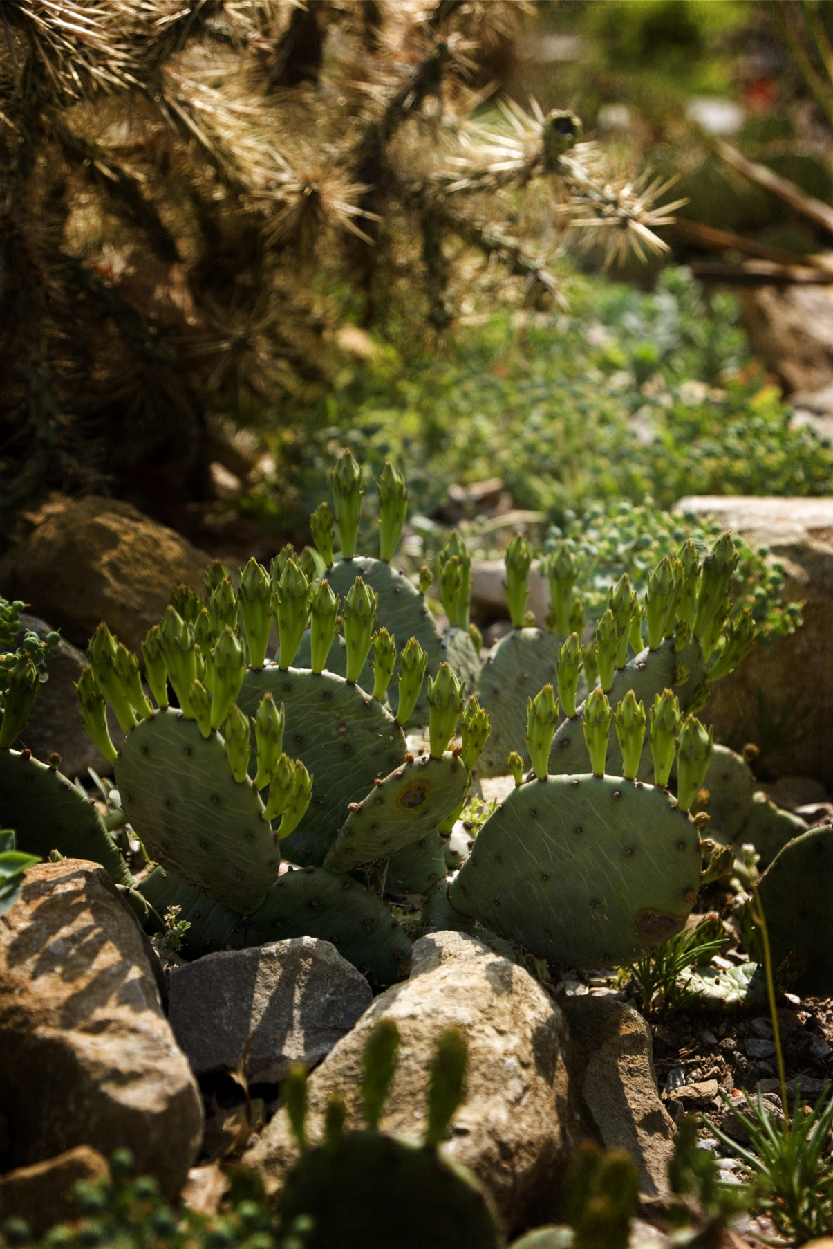 Spring Morning Cactus
